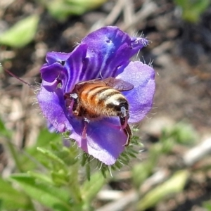 Apis mellifera at Tennent, ACT - 22 Oct 2018 12:24 PM