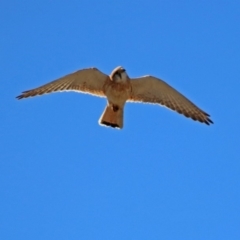 Falco cenchroides (Nankeen Kestrel) at Gigerline Nature Reserve - 22 Oct 2018 by RodDeb