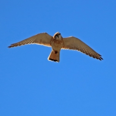 Falco cenchroides (Nankeen Kestrel) at Tennent, ACT - 22 Oct 2018 by RodDeb