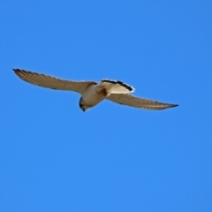 Falco cenchroides at Tennent, ACT - 22 Oct 2018