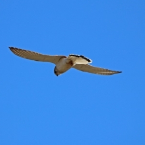 Falco cenchroides at Tennent, ACT - 22 Oct 2018 01:14 PM