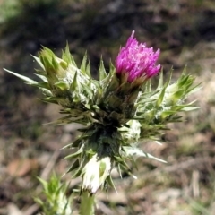 Carduus tenuiflorus (Winged Slender Thistle) at Gigerline Nature Reserve - 22 Oct 2018 by RodDeb