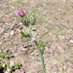 Carduus tenuiflorus at Tennent, ACT - 22 Oct 2018