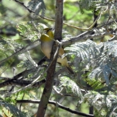 Zosterops lateralis (Silvereye) at Gigerline Nature Reserve - 22 Oct 2018 by RodDeb