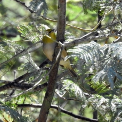 Zosterops lateralis (Silvereye) at Tennent, ACT - 22 Oct 2018 by RodDeb