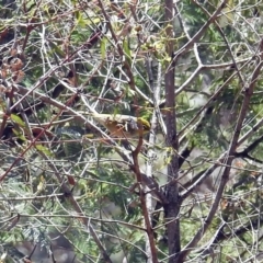 Zosterops lateralis at Tennent, ACT - 22 Oct 2018