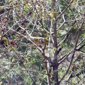 Zosterops lateralis at Tennent, ACT - 22 Oct 2018 12:12 PM