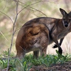 Notamacropus rufogriseus (Red-necked Wallaby) at Gigerline Nature Reserve - 22 Oct 2018 by RodDeb