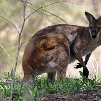 Notamacropus rufogriseus (Red-necked Wallaby) at Gigerline Nature Reserve - 22 Oct 2018 by RodDeb