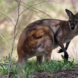 Notamacropus rufogriseus at Tennent, ACT - 22 Oct 2018