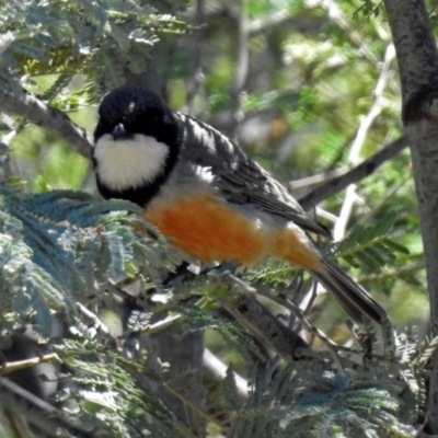 Pachycephala rufiventris (Rufous Whistler) at Tennent, ACT - 22 Oct 2018 by RodDeb