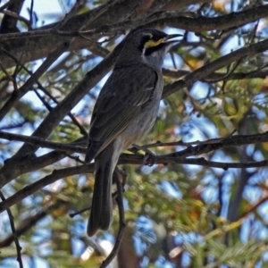 Caligavis chrysops at Tennent, ACT - 22 Oct 2018 11:59 AM