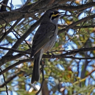 Caligavis chrysops (Yellow-faced Honeyeater) at Tennent, ACT - 22 Oct 2018 by RodDeb