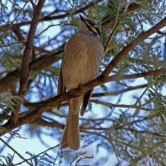 Caligavis chrysops at Tennent, ACT - 22 Oct 2018