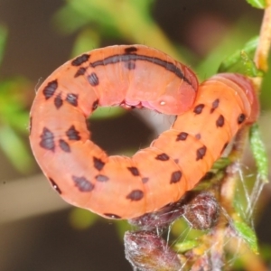 Capusa cuculloides at Burra, NSW - 21 Oct 2018