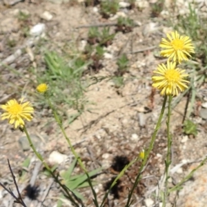 Calotis lappulacea at Tennent, ACT - 22 Oct 2018 01:04 PM