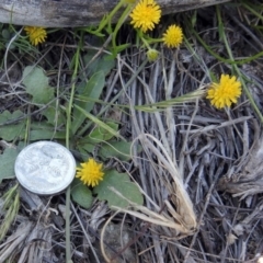 Calotis lappulacea at Tennent, ACT - 22 Oct 2018 01:04 PM