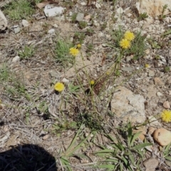 Calotis lappulacea at Tennent, ACT - 22 Oct 2018