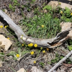 Calotis lappulacea at Tennent, ACT - 22 Oct 2018