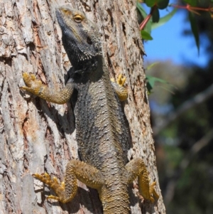 Pogona barbata at Hackett, ACT - 21 Oct 2018