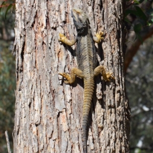 Pogona barbata at Hackett, ACT - 21 Oct 2018