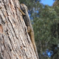 Pogona barbata at Hackett, ACT - 21 Oct 2018