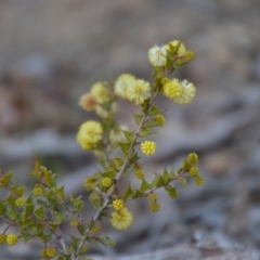 Acacia gunnii (Ploughshare Wattle) at Wamboin, NSW - 9 Sep 2018 by natureguy