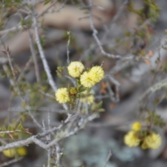 Acacia gunnii at Wamboin, NSW - 9 Sep 2018 08:56 PM