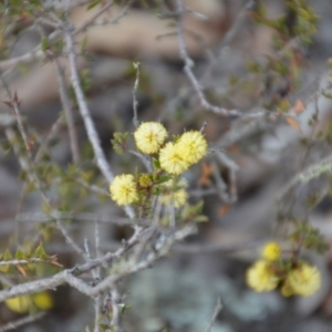 Acacia gunnii at Wamboin, NSW - 9 Sep 2018