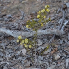 Acacia gunnii at Wamboin, NSW - 9 Sep 2018