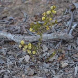 Acacia gunnii at Wamboin, NSW - 9 Sep 2018