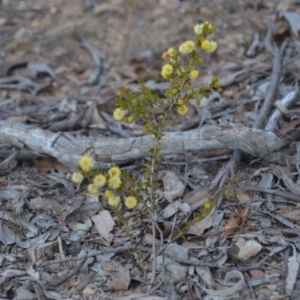 Acacia gunnii at Wamboin, NSW - 9 Sep 2018 08:56 PM