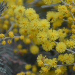 Acacia dealbata (Silver Wattle) at QPRC LGA - 30 Sep 2018 by natureguy