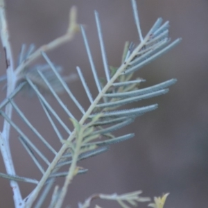 Acacia dealbata at Wamboin, NSW - 30 Sep 2018