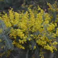 Acacia dealbata at Wamboin, NSW - 30 Sep 2018 01:22 PM