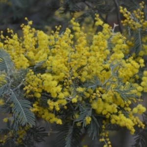 Acacia dealbata at Wamboin, NSW - 30 Sep 2018