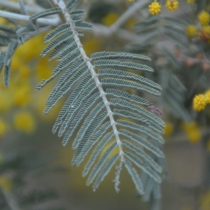 Acacia dealbata at Wamboin, NSW - 30 Sep 2018