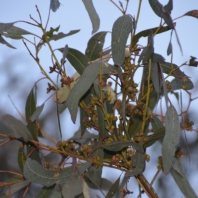 Eucalyptus goniocalyx (Bundy Box) at Wamboin, NSW - 3 Oct 2018 by natureguy