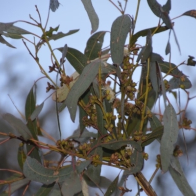 Eucalyptus goniocalyx (Bundy Box) at QPRC LGA - 3 Oct 2018 by natureguy