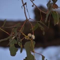 Eucalyptus goniocalyx at Wamboin, NSW - 3 Oct 2018