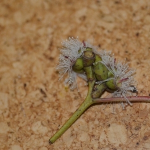 Eucalyptus goniocalyx at Wamboin, NSW - 3 Oct 2018 10:51 PM