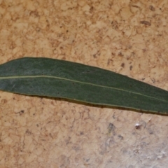 Eucalyptus goniocalyx at Wamboin, NSW - 3 Oct 2018 10:51 PM