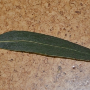 Eucalyptus goniocalyx at Wamboin, NSW - 3 Oct 2018