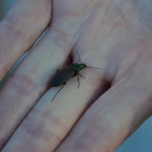 Chlaenius australis at Wamboin, NSW - 11 Sep 2018