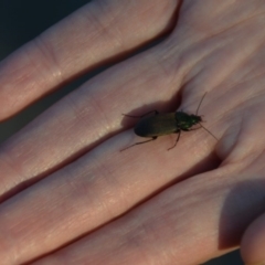 Chlaenius australis at Wamboin, NSW - 11 Sep 2018