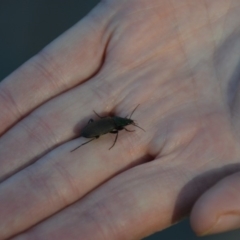 Chlaenius australis at Wamboin, NSW - 11 Sep 2018 11:04 AM