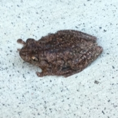 Litoria peronii at undefined - 22 Oct 2018 10:00 AM