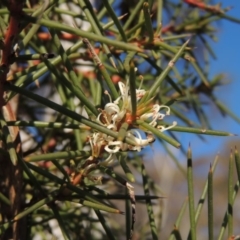 Hakea decurrens subsp. decurrens (Bushy Needlewood) at Tralee, NSW - 7 Oct 2018 by michaelb