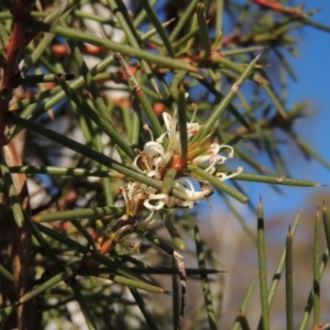 Hakea decurrens subsp. decurrens at Tralee, NSW - 7 Oct 2018