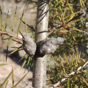 Hakea decurrens subsp. decurrens at Tralee, NSW - 7 Oct 2018 06:48 PM